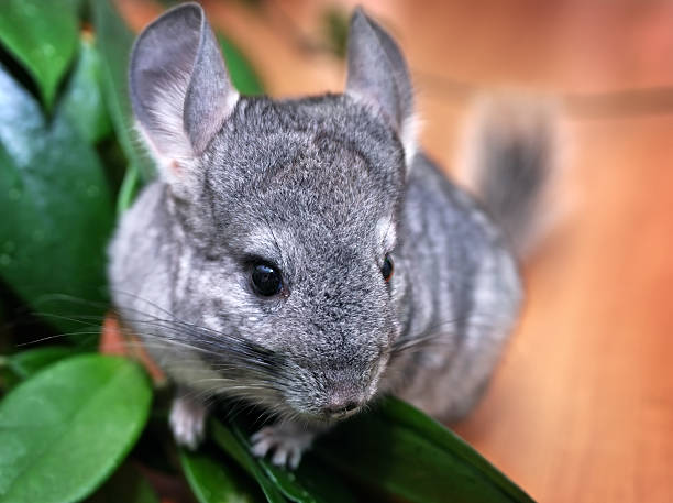 How Much Are Chinchillas? - Is it cheap?